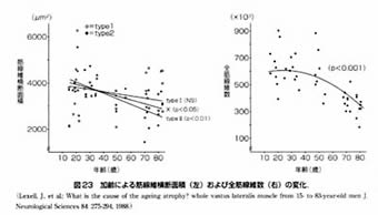 加齢による筋腺維横断面積（左）及び全筋腺維数（右）の変化を示すグラフ