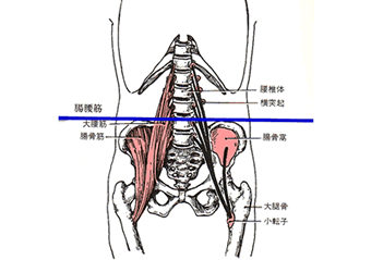 腸腰筋等図